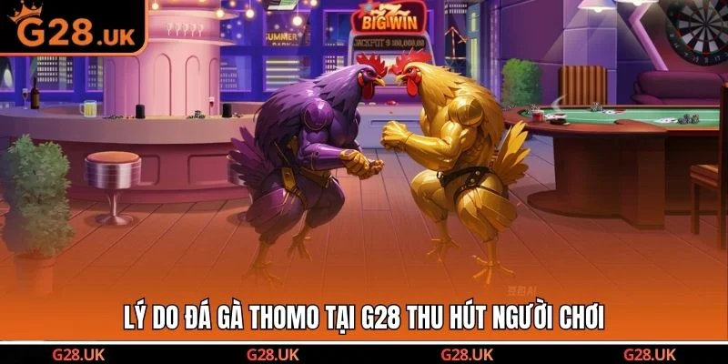 Lý do đá gà Thomo tại G28 thu hút người chơi
