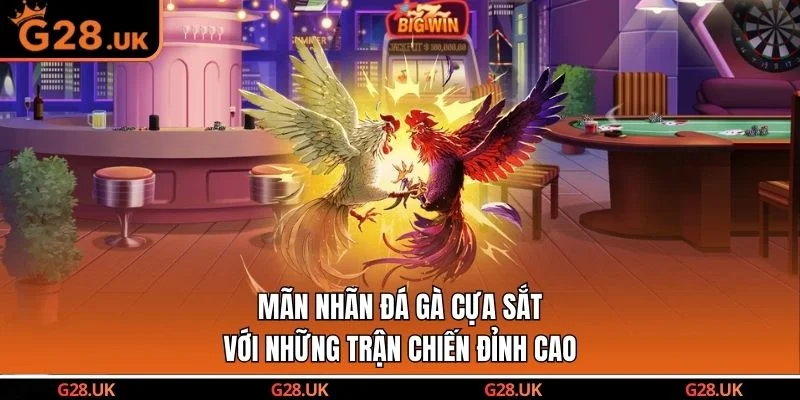 Mãn Nhãn Đá Gà Cựa Sắt Với Những Trận Chiến Đỉnh Cao