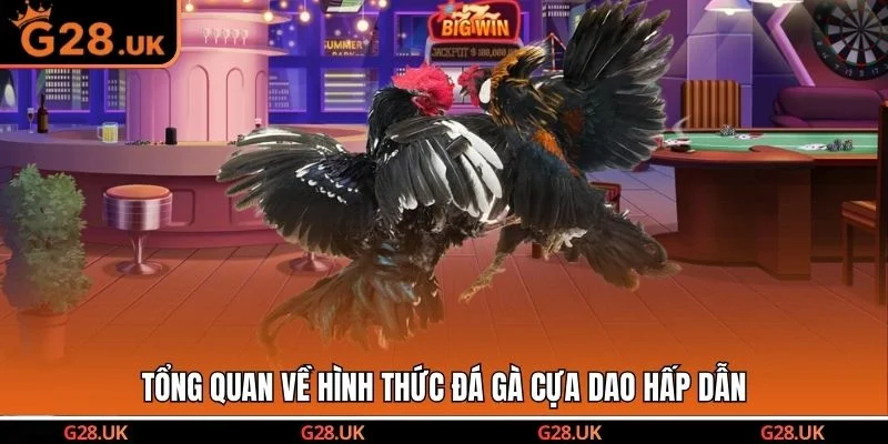 Tổng quan về hình thức đá gà cựa dao hấp dẫn